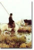 Camargue - Stes Maries de la mer