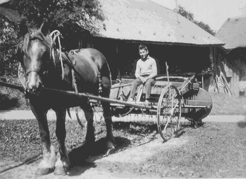 Jean-Claude sur le rateau-faneur (1959)